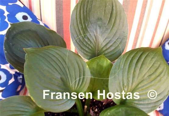 Hosta Klingon